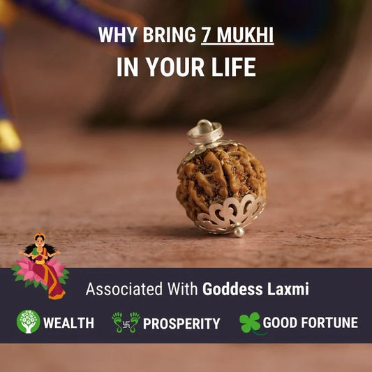 7 Mukhi Nepali Rudraksha - Saat Mukhi